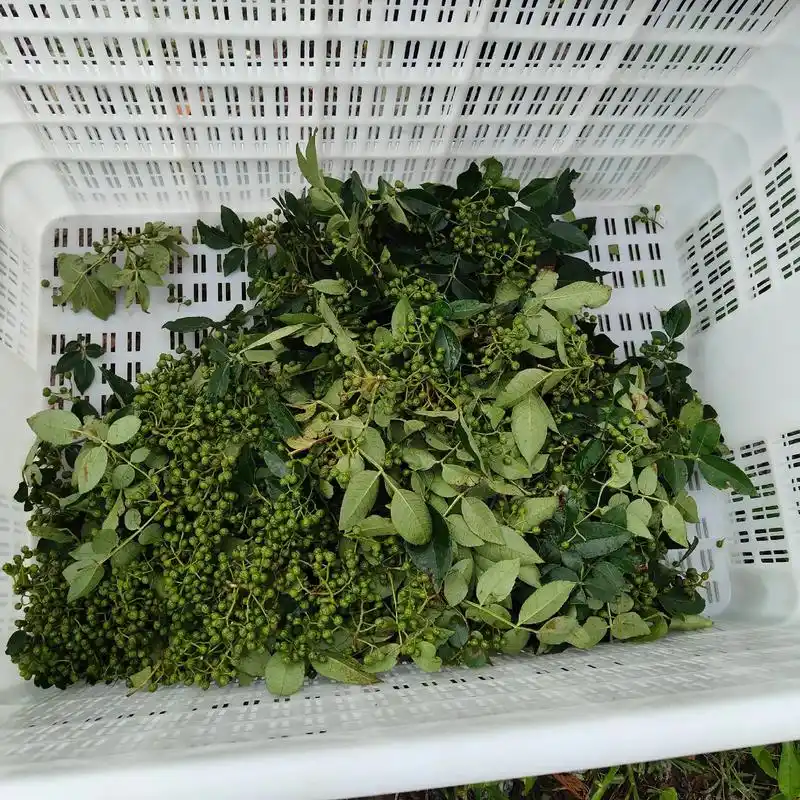 岳阳茶椒 椒子茶种植基地##新鲜青花椒 大数据推荐给有需