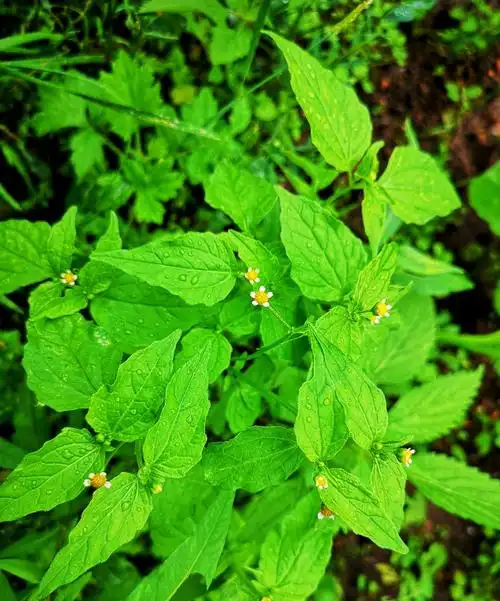 日月峡中草药(603)--辣子草3