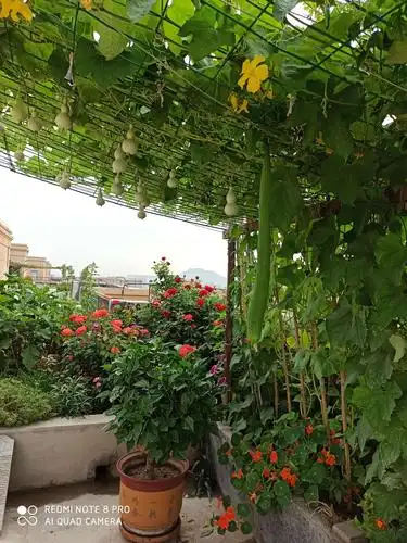 楼顶的花园五彩缤纷2020,10,27