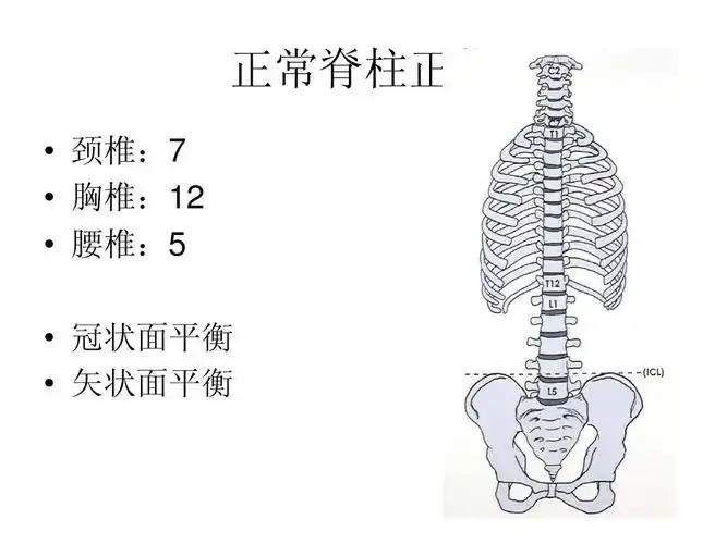 有些疾病,久治不见好转,不妨检查一下脊椎,也许会见效 正常脊柱正位