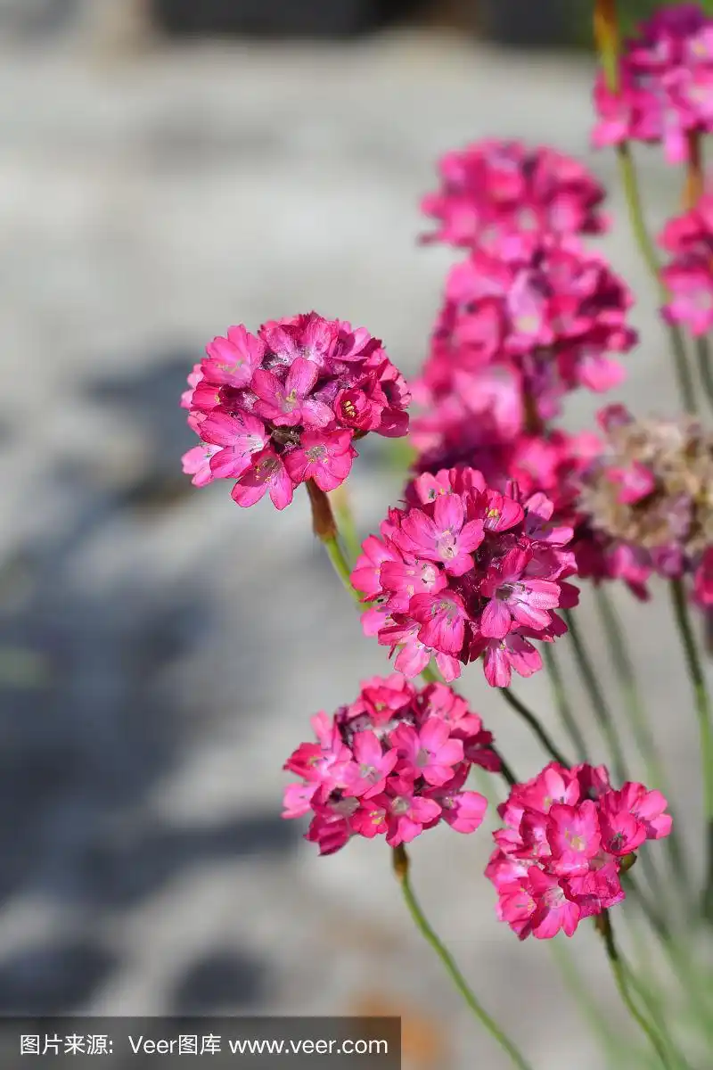 海石竹,自然,粉色,垂直画幅,图像