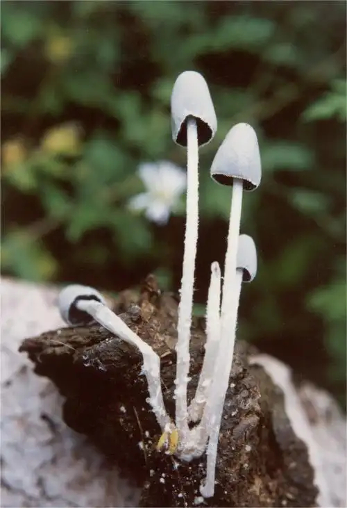 p>白绒鬼伞,生肥土上或生林地上.