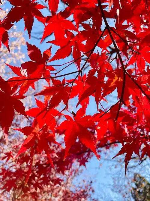 感受大自然的气息和美景 #记录好风景 
缓缓飘落的枫叶像思念3