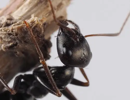一组黑蚂蚁