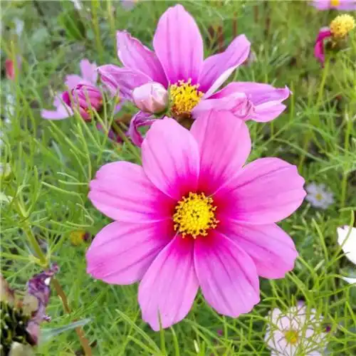 唯美格桑花头像图片 幸福生活和好运的美好愿望和感情