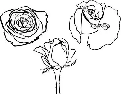 绽放玫瑰图片-绽放玫瑰素材-绽放玫瑰插画-摄图新视界