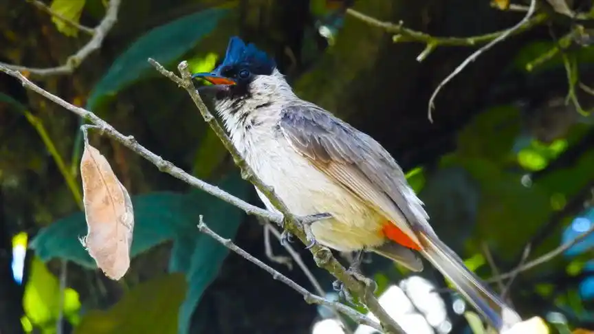 野鸟黑头公鸟,在树上叫得欢快无比!