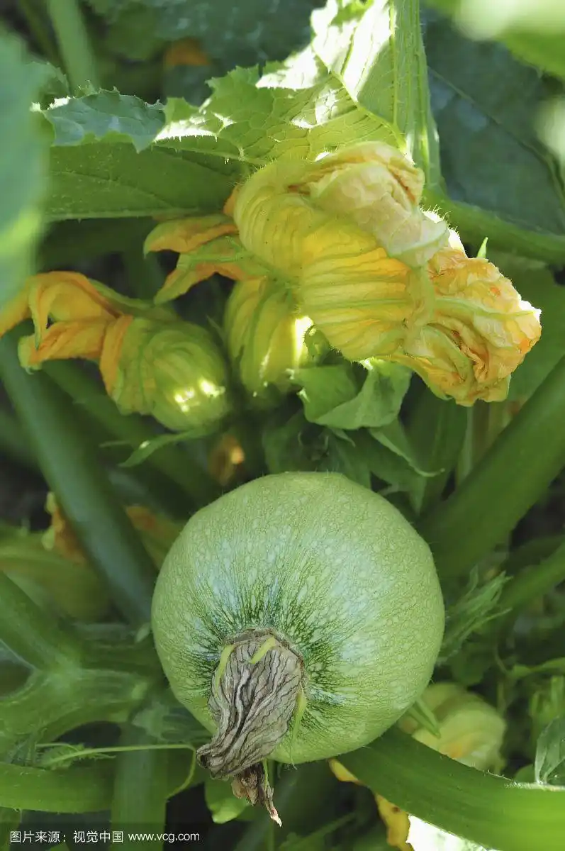 圆西葫芦上的植物