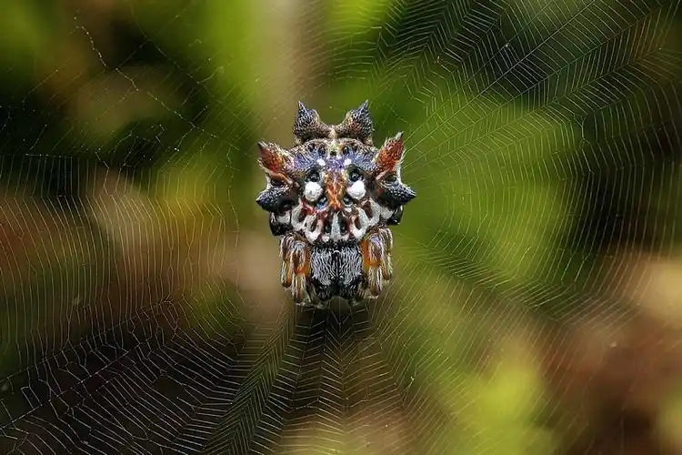 五种世界上最令人惊奇的蜘蛛(世界上最可怕的五种蜘蛛) - 趣味头条