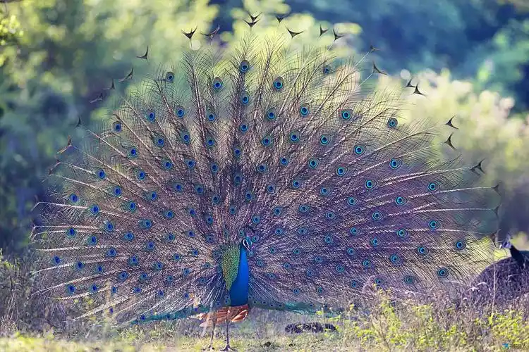 《绿孔雀开屏》.jpg