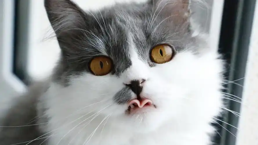 猫壁纸【968】(动物静态壁纸) - 静态壁纸下载 - 元气壁纸