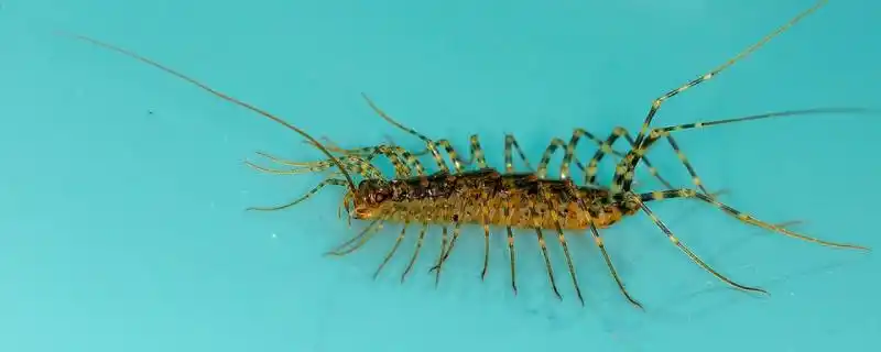 家里为什么会有蚰蜒