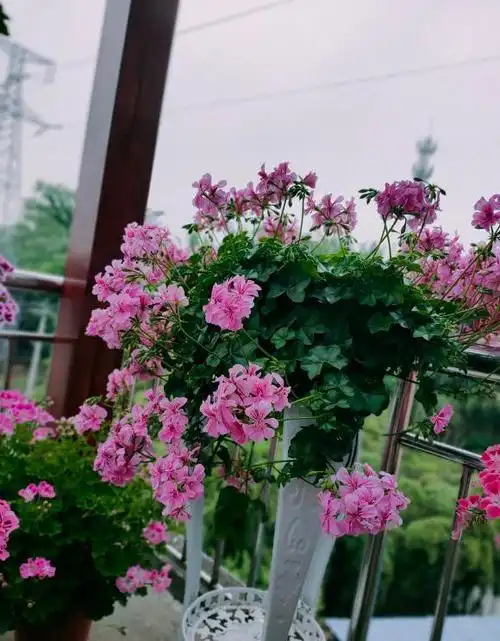 室内盆栽"新宠"—垂吊天竺葵,花叶俱美,常年开花,你值得拥有