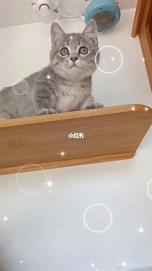 蓝虎斑矮脚妹妹长毛乳白妹妹