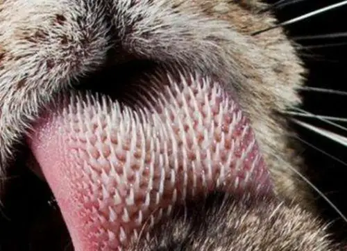 老虎舌头上长满了倒刺被舔一下是什么感觉网友掉几层皮