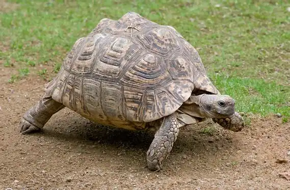 p>象龟,在 a href="#" data-lemmaid="1298770">生物分类学 /a>上是