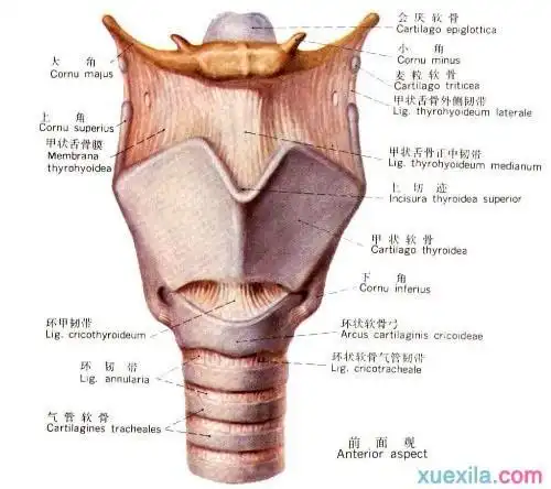 关于喉结的英语典故