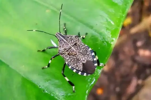 "你眼睛里有只蚂蟥!3厘米长的!