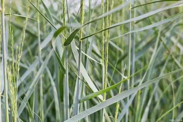芦根为禾本科植物芦苇的地下茎
