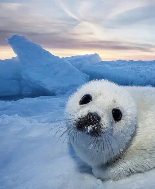 小海豹好可爱啊