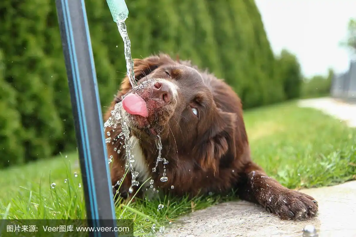 一只口渴的狗在喝水