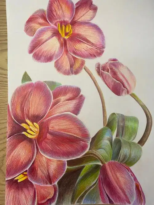 布朗尼染色郁金香彩铅绘画