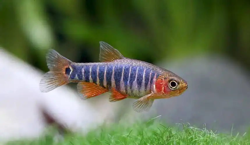 p>斑马鱼身体延长而略呈纺锤形,头小而稍尖,吻较短,全身布满多条深