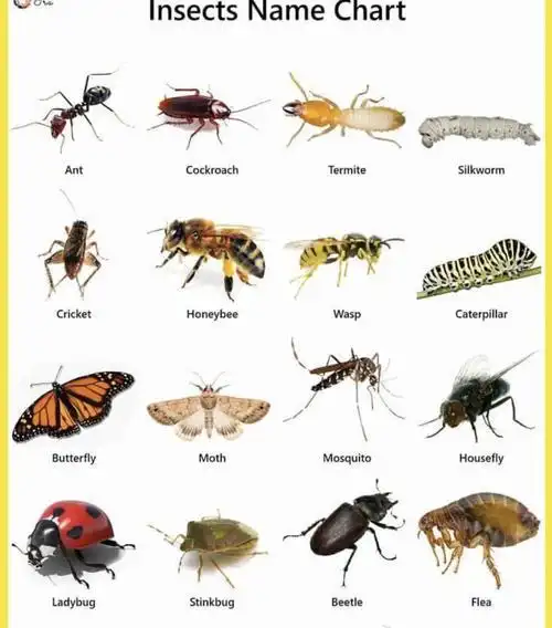 这个季节最常见的昆虫英文名称都在这了英语启蒙教育学前教育