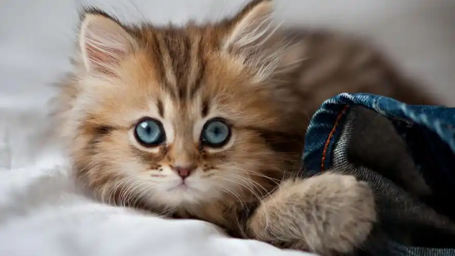 猫咪想睡觉了 壁纸 - 1920x1080