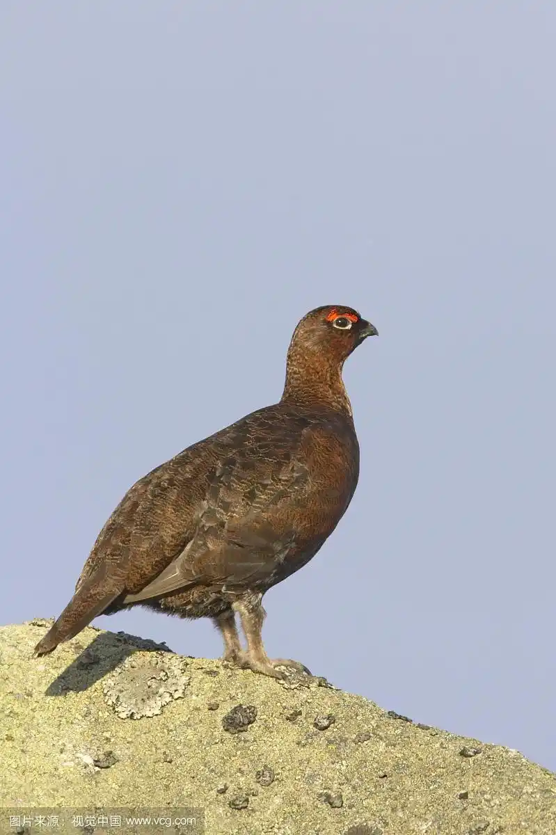 成年雄性红松鸡,站在岩石上,苏格兰,英国,欧洲