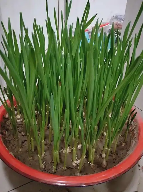 小蒜苗成长日记