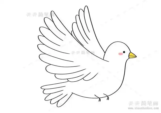 和平鸽的简笔画法步骤