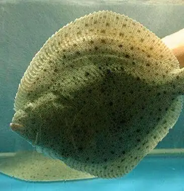 鲜活冰鲜多宝鱼大鳞鲆鲽鱼