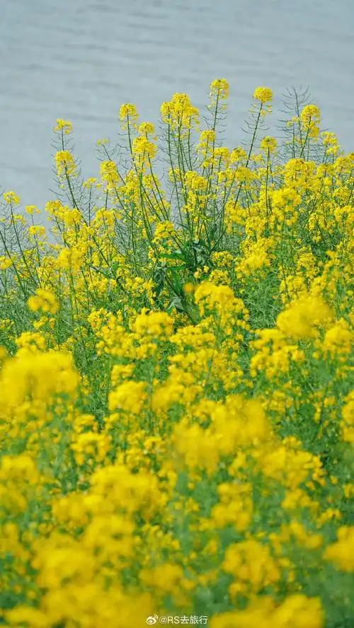 春游季##花花与春天撞了个满怀##城市巡游记