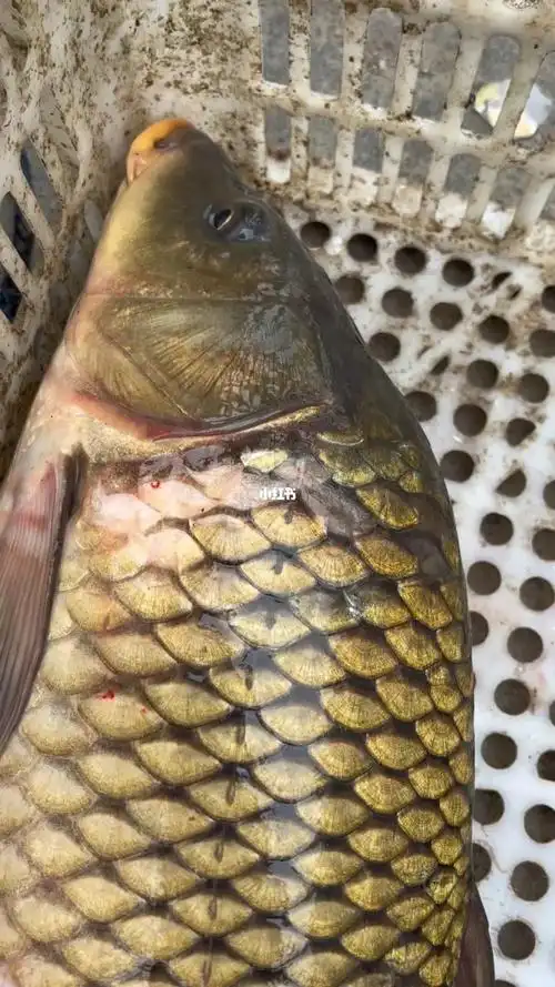 密云水库野生大鲤鱼