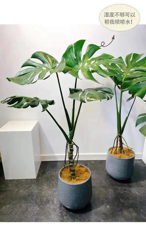 龟背竹大型室内老桩可水培植物盆栽热带好养客厅吸甲醛大叶绿植 70~95