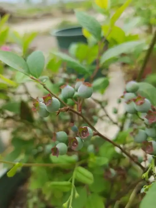 今年蓝莓结果啦