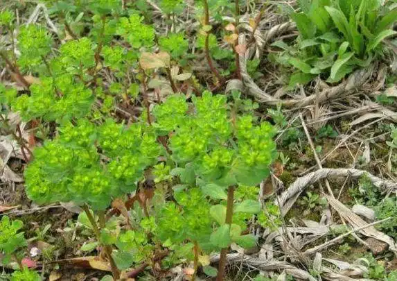 农村这种五朵药极像猫的眼睛是肺病的克星专治肺癌咳嗽