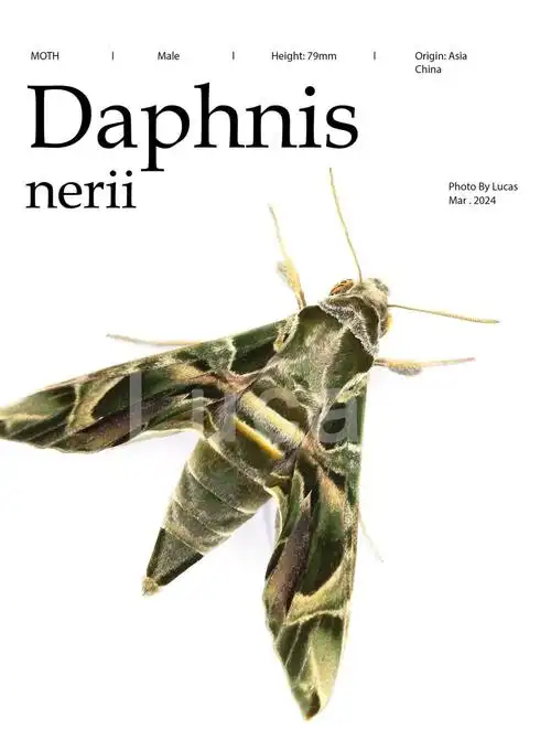 夹竹桃天蛾图鉴