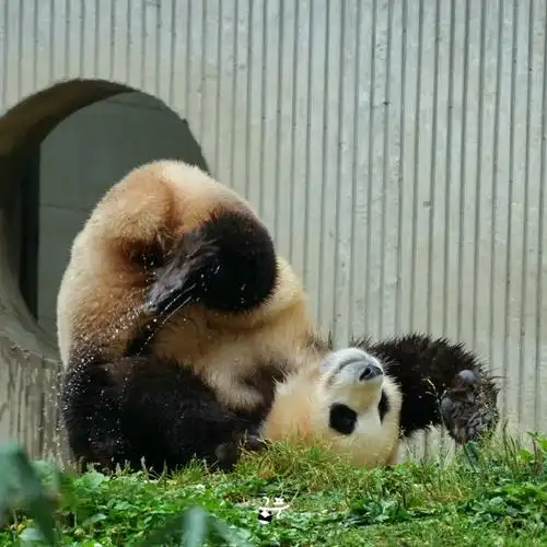 宇宙大明星福宝#240830 福宝翻跟头cr.gungfu.panda