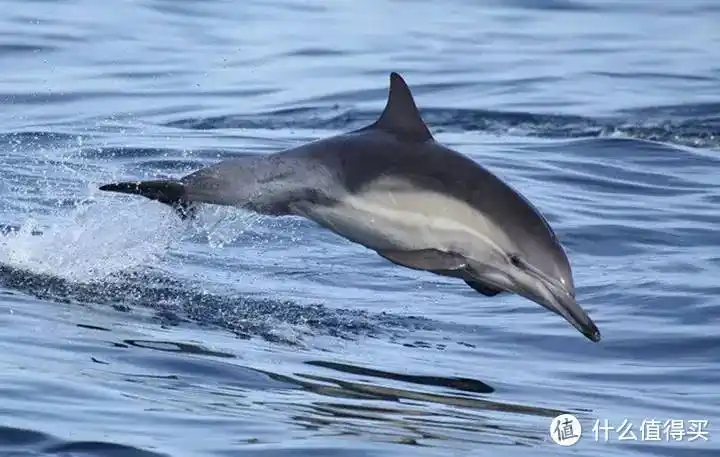 坛喙海豚属,下属只有一个品种,沙捞越海豚.