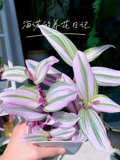 油画婚礼吊兰的养护方法