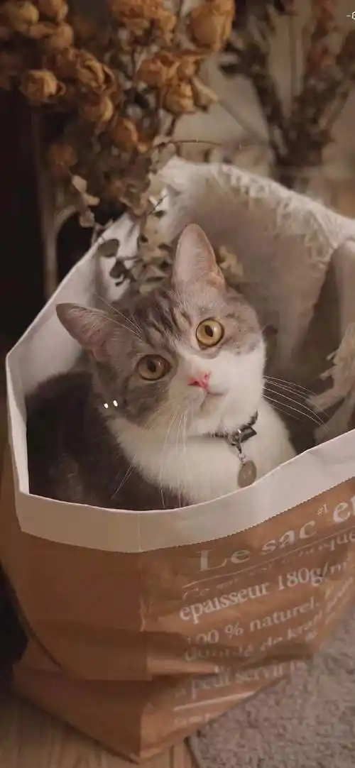 640_1385竖版 竖屏