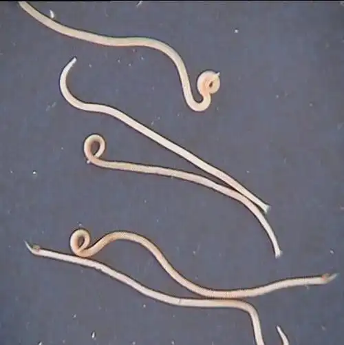 这是花盆里的,是什么虫子?该怎么防治,在线急等