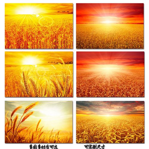 长方形金色麦田海报太阳金色麦穗丰收墙贴画五谷丰登室内装饰挂画