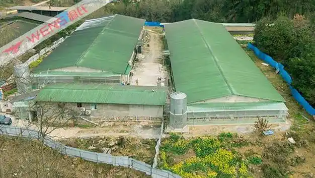 从温氏员工到温氏合作农户,90后猪倌:既赚钱又能照顾妻儿|养猪|猪场