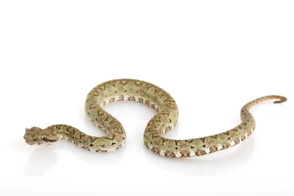 睫毛毒蛇,白色背景上的睫毛蝰蛇 (bothriechis 池).