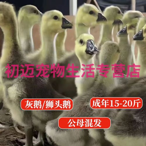 淼然阁1斤半斤纯种狮头鹅四川白鹅大种肉鹅蛋鹅小鹅苗活体活苗鹅蛋