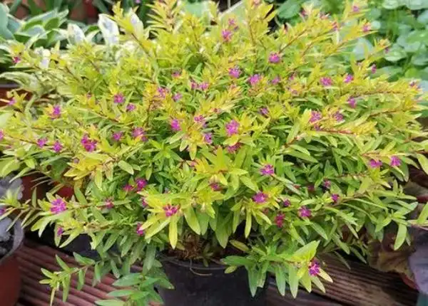 金叶满天星培育基地绿化满天星批发绿化满天星种植基地