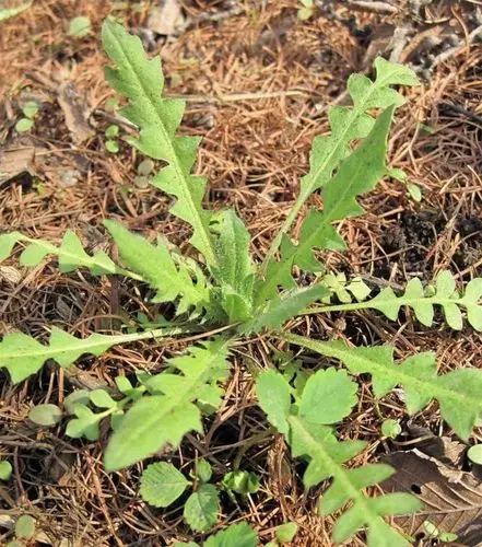 自制野莱(荠荠菜)丸子